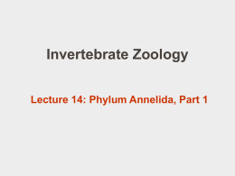 PowerPoint 14: Annelida 1