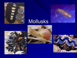 My Mollusks
