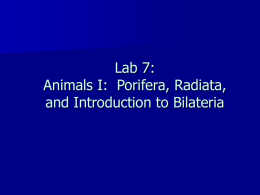 Biol 1031 Lab 7 Slides