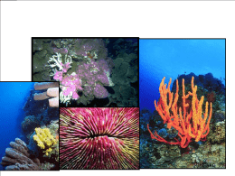 Life on a Coral Reef Types of Reefs Three major types of coral reefs