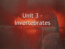 Unit 3 - Invertebrates