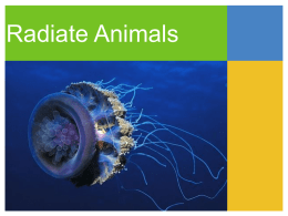 Radiate Animals Phylum Cnidaria Phylum Ctenophora Radiate