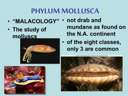 PHYLUM MOLLUSCA