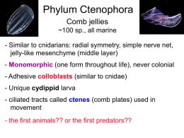 ctenophores