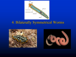 Bilaterally Symmetrical Worms