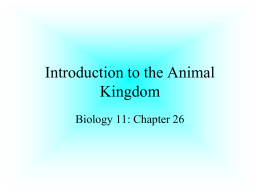 bio 11 chpt 26 animals
