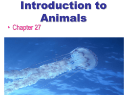 Bio Intro to Animals Chapter 27