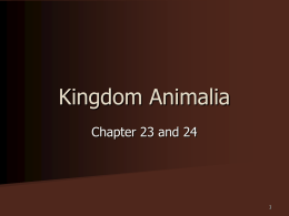 Kingdom Animalia PPT