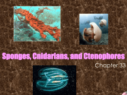 Sponges, Cnidarians, and Ctenophores