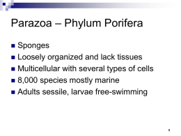 Animal Phyla PowerPoint