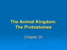 Protostomes