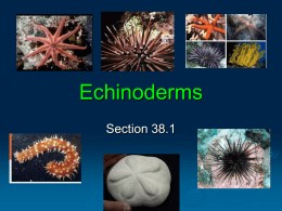 Echinoderms & Invertebrate Chordates
