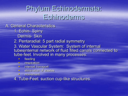 Phylum Echinodermata: Echinoderms