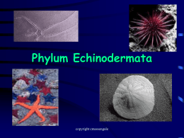 I Echinodermata PPT