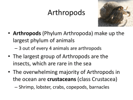 Marine Invertebrates_7c (Arthropods, Echinoderms, Chordates)