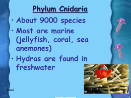 4. Phylum - Cnidaria