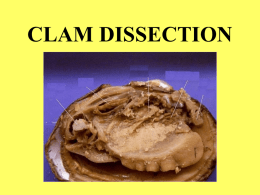 Clam Dissection - local.brookings.k12.sd.us