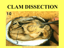 Clam Dissection