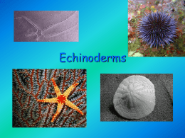 Phylum_Echinodermat_Honors