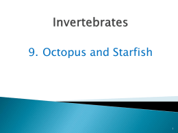 Octopus and Starfish