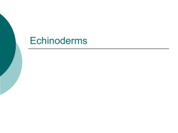 Echinoderms - southbutterfield