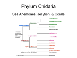 Anemones_Corals_Jellyfish