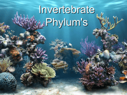Invertebrate Phylum`s