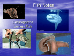 Fish Notes