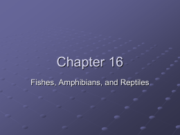 Fish-Amphib-Rep