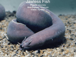 Lecture 24 Jawless Fish - NGHS