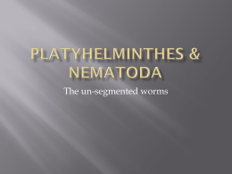 Platyhelminthes & Nematoda