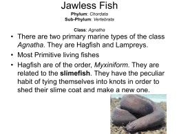Jawless Fish Phylum - MATES-Biology-I