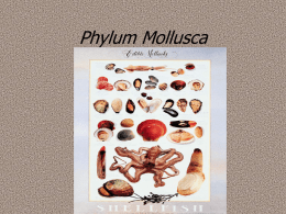 Phylum Mollusca (soft