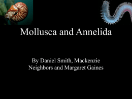 Mollusca and Annelids