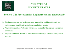 Organismal Biology/33C2-ProtostomiaLophotrchz