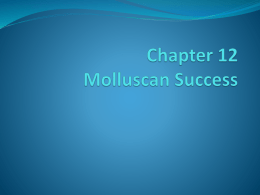 Chapter 12 Molluscan Success