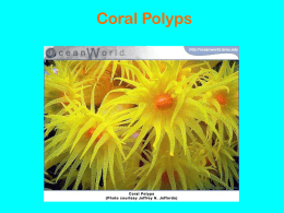 Coral Polyps Power Point