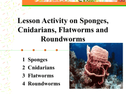 Chapter 26: Sponges, Cnidarians, Flatworms and