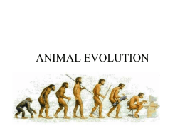 Animal evolution - Fairfield Public Schools