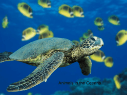 Classification of Marine Animals