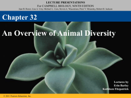 ch 32 animal diversity