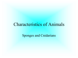 Sponges and Cnidarians