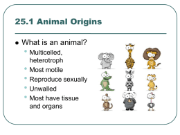 25.1 Animal Origins