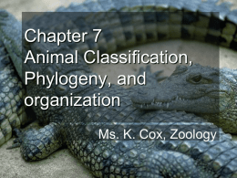 Chapter 7 Animal Classification, Phylogeny, and