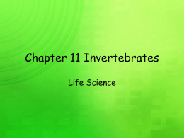 Chapter 15 Invertebrates