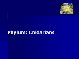 Phylum: Cnidarians