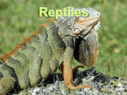 Z - Reptilia - I Heart Science
