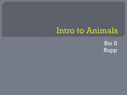 Intro to Animals