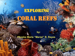 coral polyp