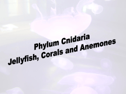 Phylum Cnidaria Jellyfish, Corals and Anemones